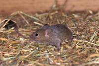 Souris - Souriceau de 21 jours